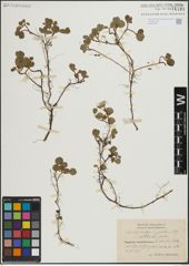 Foto von Salix herbacea L. x Salix polaris Wahlenb.